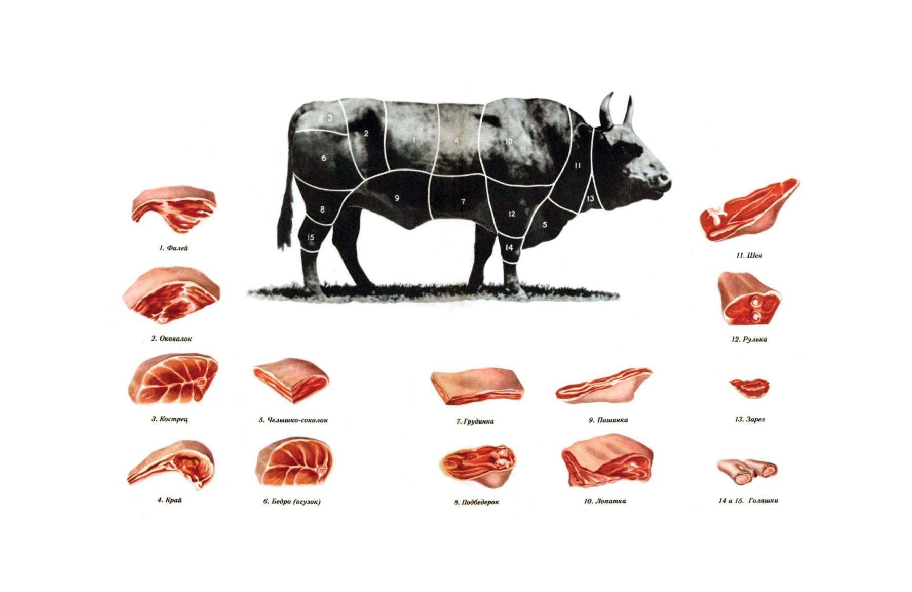Почему говядина. Схема разруба туши телятина. Кострец схема говядина. Схема разруба туши животных. Схема разруба туши коровы.